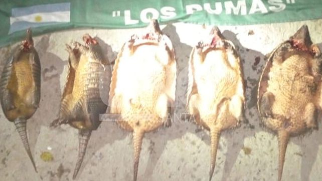 Secuestraron cinco animales de la fauna autóctona a un depredador