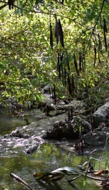 Presentaron un corto sobre los arroyos de Paraná y la organización ambiental vecinal