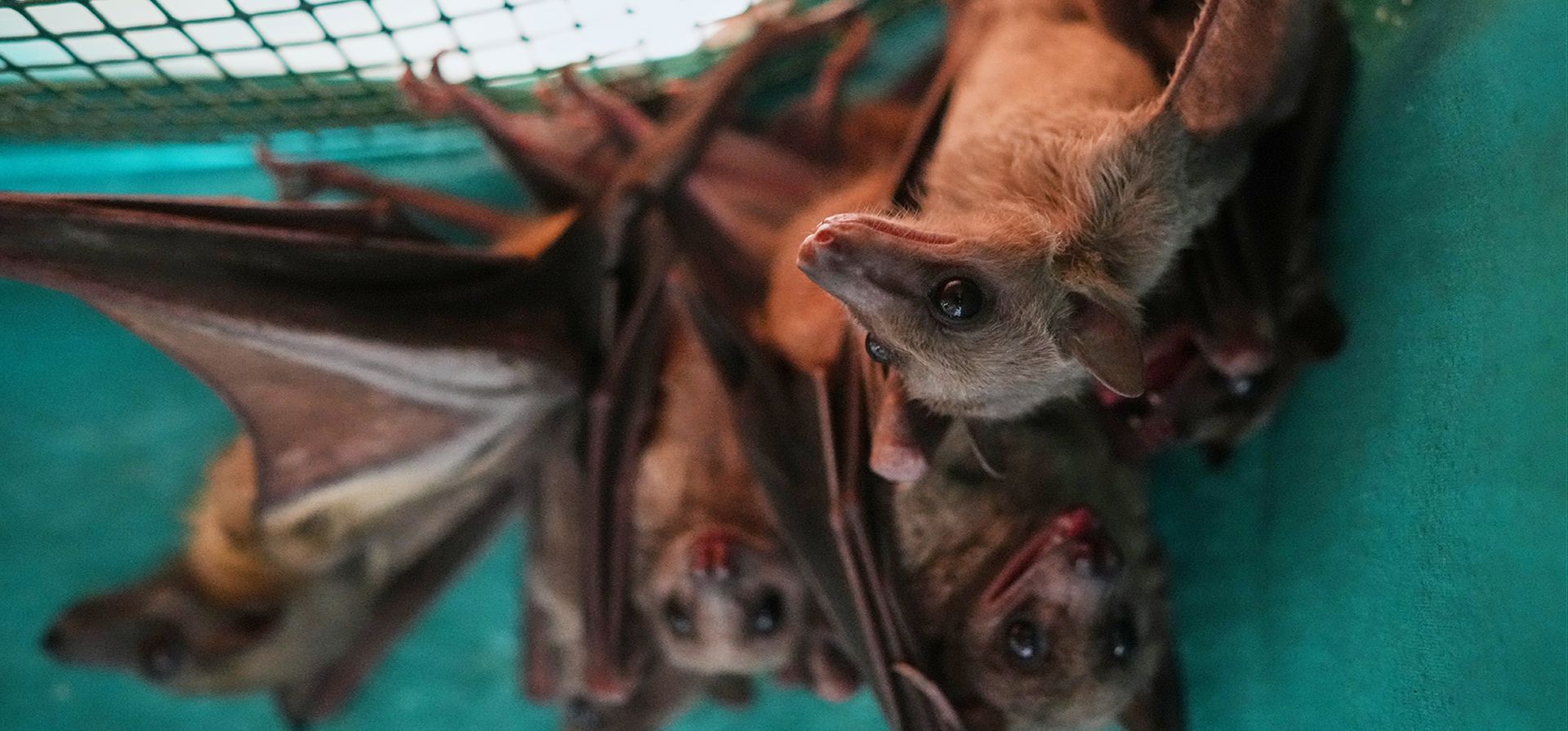 Vista de murciélagos frugívoros egipcios (Rousettus aegyptiacus) en un refugio para murciélagos desplazados gestionado por la Asociación Italiana para la Conservación de Murciélagos "Tutela Pipistrelli", en Roma, el miércoles 29 de julio de 2026. (Foto AP/Andrew Medichini) Vista de murciélagos frugívoros egipcios (Rousettus aegyptiacus) en un refugio para murciélagos desplazados gestionado por la Asociación Italiana para la Conservación de Murciélagos "Tutela Pipistrelli", en Roma, el miércoles 29 de julio de 2026. (Foto AP/Andrew Medichini)