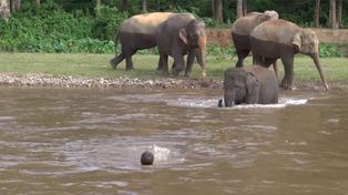 Un elefante se lanzó al agua para salvar a su cuidador