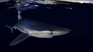 Greenpeace defiende a los tiburones de los pesqueros