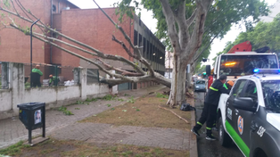 Un enorme plátano cayó sobre un tapial entre el Instituto Médico Legal y el Hospital Carrasco.&nbsp;