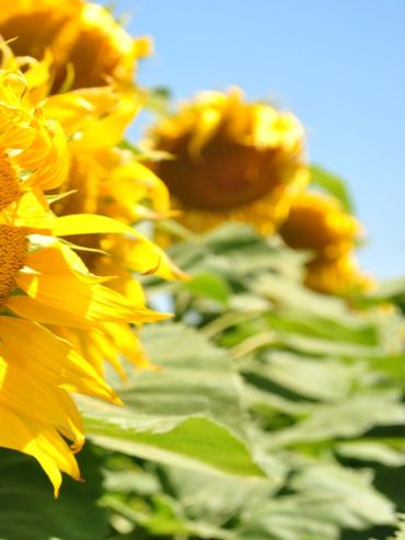 La producción nacional de girasol fue la mejor de la ultima década