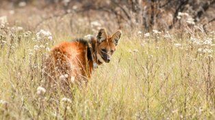 El Gobierno provincial concretó más de 500 liberaciones de animales silvestres en 2025