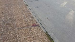 Homicidio del rugbier rafaelino: “Ya está Pelado, ya está, dejémosla acá”