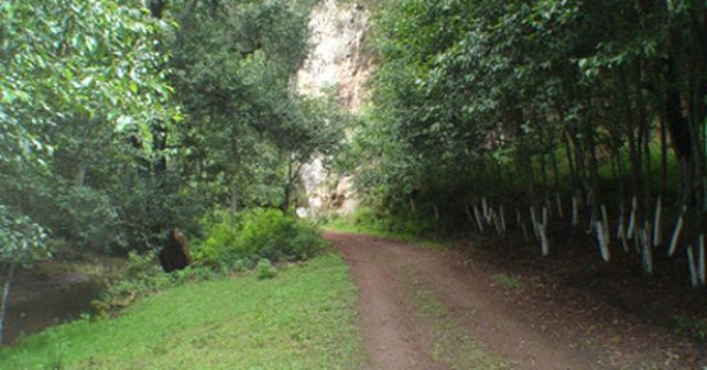 Los bosques desaparecen, la emisi&oacute;n de di&oacute;xido de carbono aumenta
