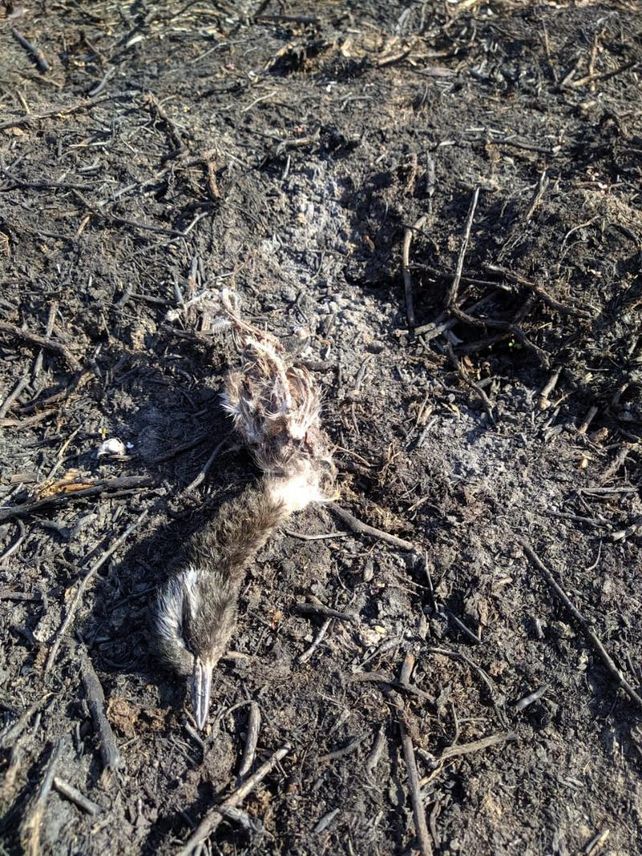 Científicos advierten sobre el colapso inminente de la biodiversidad de los humedales