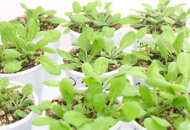 Se experimentó con las plantas de Arabidopsis thaliana.
