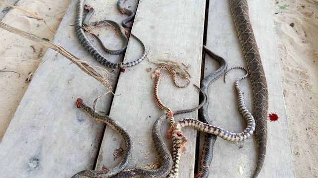 Limpiaban en el Espigón 2 y encontraron más de 30 Yararás