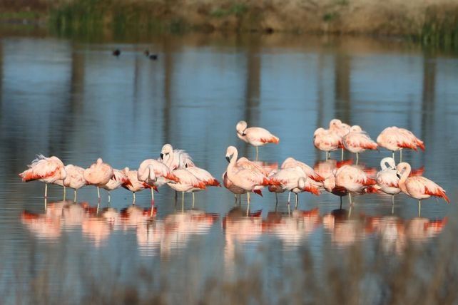 Los flamencos rosados son una de las 440 especies de aves que habitan en diferentes áreas naturales protegidas como la Laguna El Hinojo de Venado Tuerto.