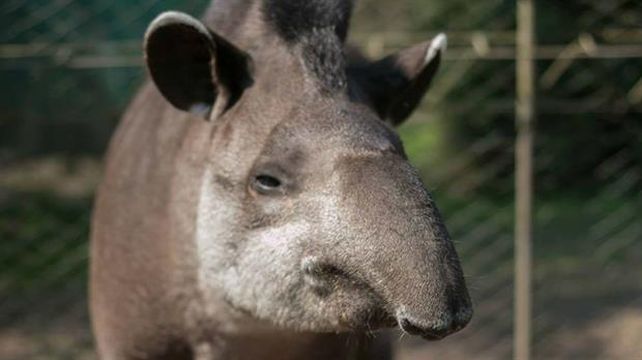 Penoso. Inés vivía en la reserva ubicada a 15 kilómetros al noroeste de la ciudad de Tucumán.&nbsp;