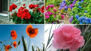 Algunas personas aseguran que hay flores muy lindas pero que son portadoras de mala vibras para la casa y sus habitantes ¿Crees en esto?