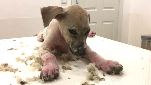 La transformación del perro que fue bañado en pegamento