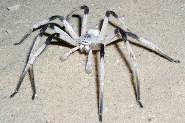Descubren una araña gigante en el Medio Oriente