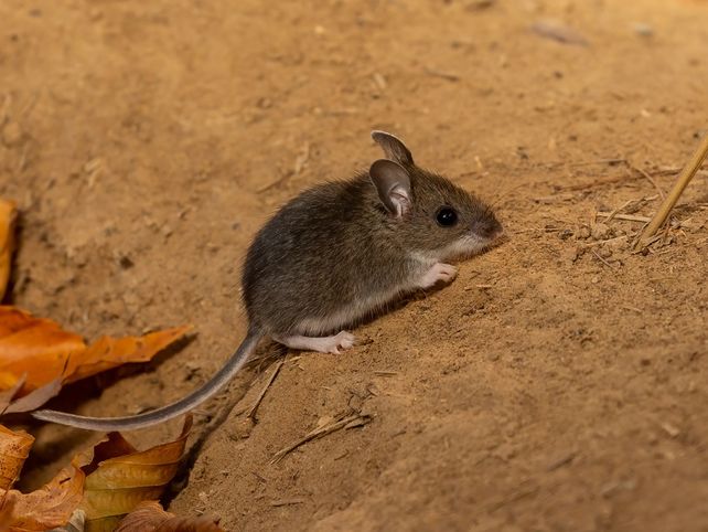Hantavirus: qué es, cómo se transmite y por qué es clave detectarlo a tiempo