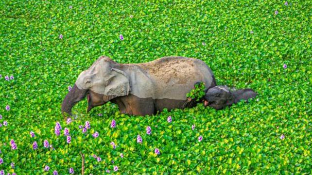 Las divertidas imágenes  del Comedy Wildlife Photography Awards 2020