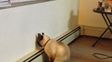 Si ves a tu mascota en una postura inusual, urgente llevala al veterinario