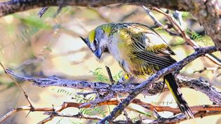 Los cardenales amarillos es Monumento Natural Provincial desde 2002, y se encuentra en peligro de extinción.