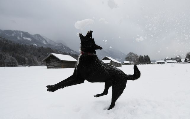 Un perro juega en medio de la nieve recién caída en la ciudad de Garmisch-Partenkirchen