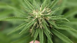 Para la subsecretaria de Proyectos de Innovación Productiva, Eliana Eberle, “este logro marca un hito histórico en Santa Fe y para la prometedora industria de cannabis medicinal en Argentina.