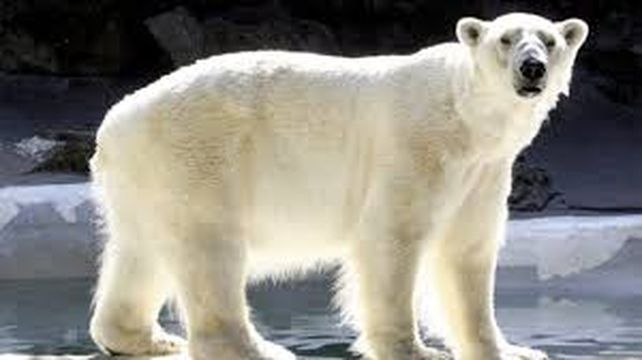 Alerta, Tierra: unas 5,200 especies están en peligro de extinción