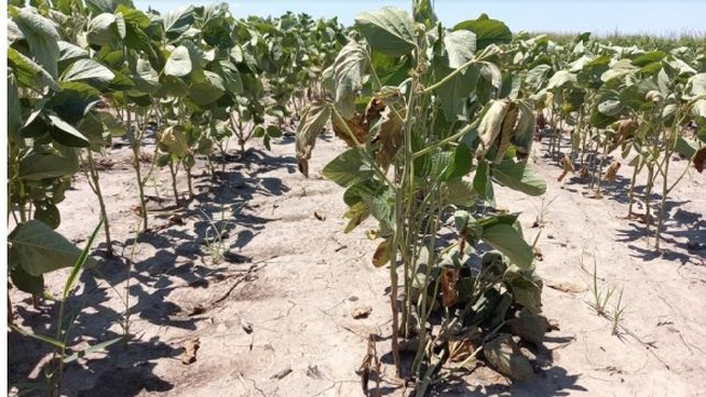 La cosecha de soja bajaría a 27 millones