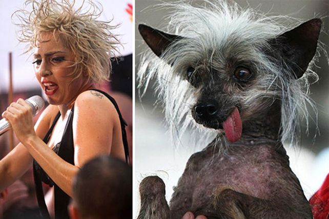 Personas, animales y objetos que son similares entre sí