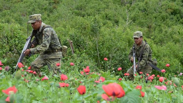 Lucha sin fin. Soldados mexicanos recorren un campo de amapola en las sierras de Guerrero.