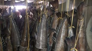 Hallaron toneladas de merluza negra juvenil en un buque amarrado en Ushuaia