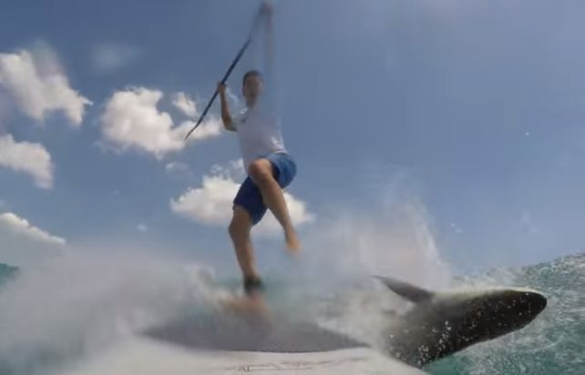 Un joven surfer se cayó de su tabla tras chocar con un tiburón y salió ileso de milagro