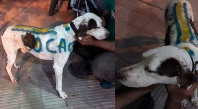 perro boca