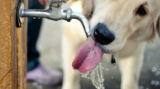 Consejos para evitar los golpes de calor en los animales