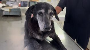 Denunciaron el abuso sexual de Negra, una perra comunitaria de barrio Godoy