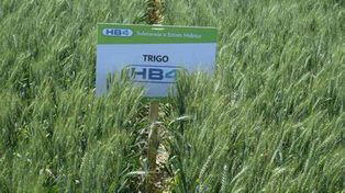Interés en Kenia por el trigo HB4 argentino