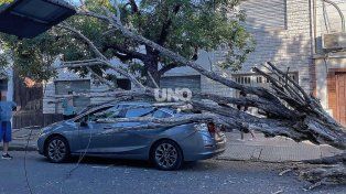 Momentos de tensión en Bº Candioti: un árbol cayó sobre un auto y tuvieron que rescatan a un hombre de 72 años