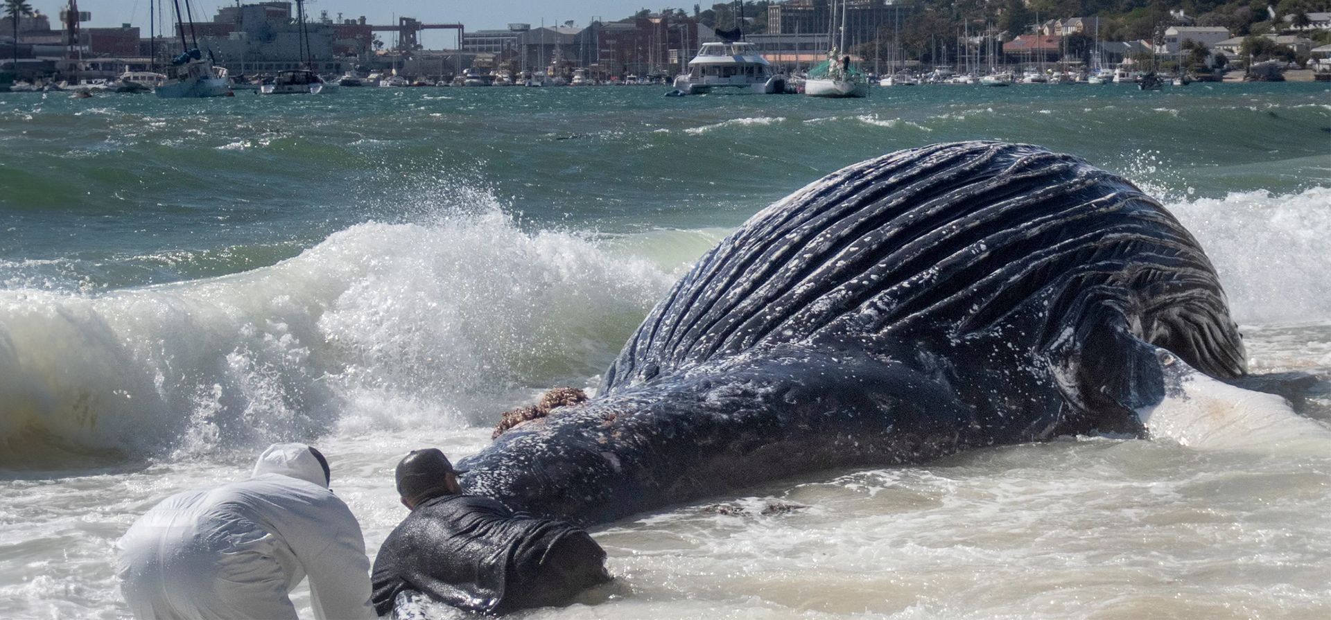 Una ballena jorobada muerta yace varada en una playa, Ciudad del Cabo, Sudáfrica. Fotografía: AP Una ballena jorobada muerta yace varada en una playa, Ciudad del Cabo, Sudáfrica. Fotografía: AP