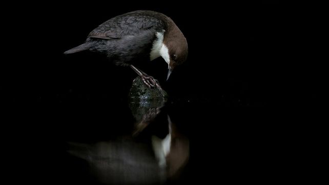 Imágenes ganadoras del concurso Bird Photographer of the Year 2020