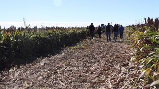 Sorgo en el sur santafesino: ensayos del Inta Oliveros ratifican su potencial productivo