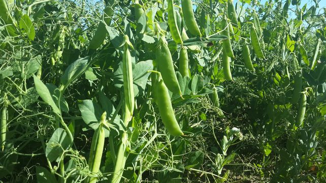 Legumbres. La producción de arveja se concentra en el sur de Santa Fe.