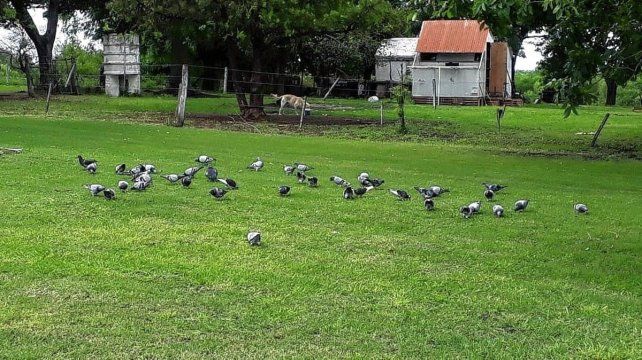 Paraná cuenta con una asociación que nuclea a los amantes de este deporte desde 1943. Sus integrantes organizaron la carrera de la Amistad para el 17 de agosto