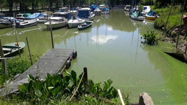Así luce el río Paraná en el Delta (Gentileza: Impacto Local).