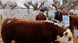 La escuela agrotécnica donde los alumnos crían toros campeones
