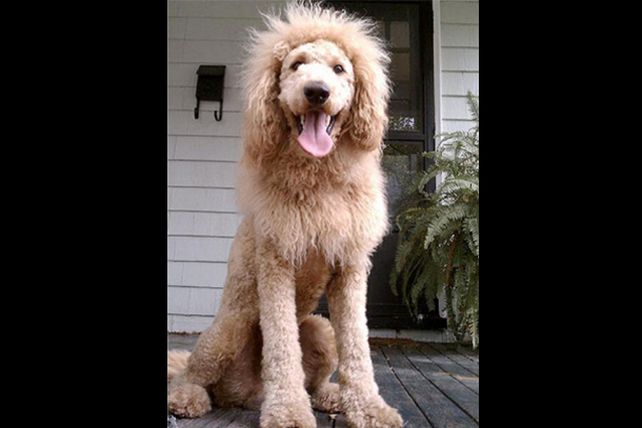 Un perro que parece león causó revuelo en un pueblo