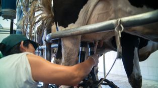 Un informe de Crea destacó que las exportaciones representaron el 29% de la producción láctea.