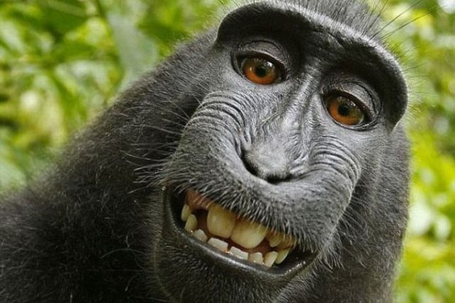 Fotos selfies de los animalitos más divertidos