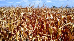 desórdenes. Los&nbsp; ciclos de falta de precipitaciones alteran los esquemas de Producción. Herramientas oficiales para paliar esa situación.