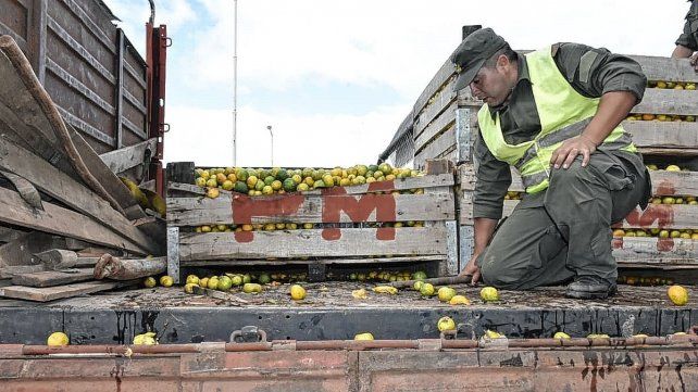 Camionero procesado por llevar casi 2 toneladas de droga entre mandarinas