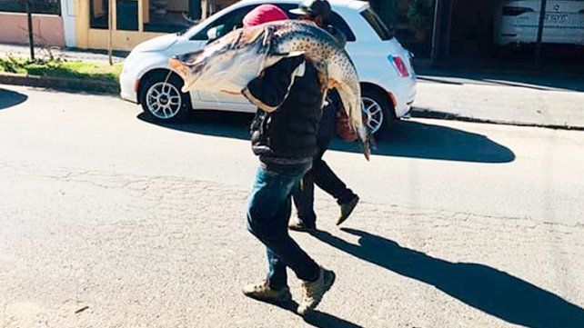 Un pescador de Federación logró pescar un surubí de más de 40 kilos en el río Uruguay y se lo llevó al hombro a su casa. Las fotos de sus vecinos se viralizaron