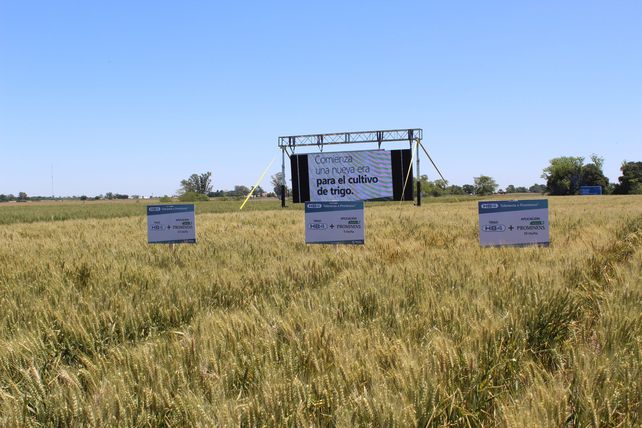 El trigo HB4 Bioceres se aprobó en Estados Unidos