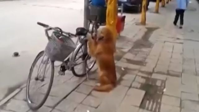 Un perro guardián que cuida la bicicleta de su dueño